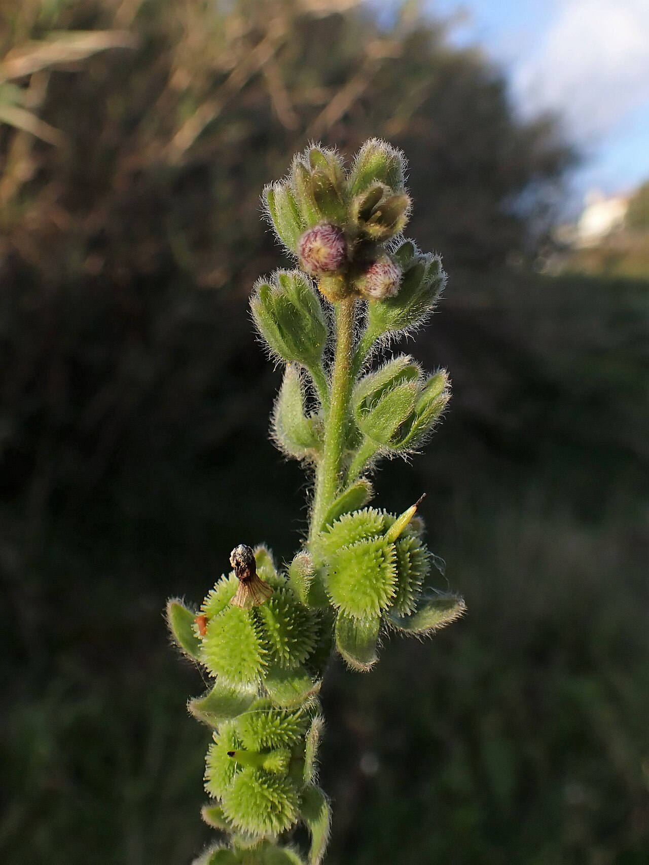 Cynoglossum clandestinum: Cynoglossum clandestinum in Sapataria in W Portugal