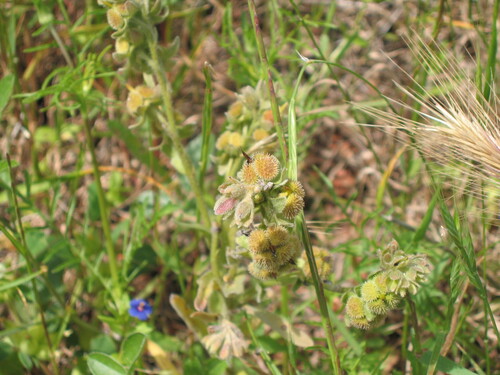 Cynoglossum clandestinum (Cynoglossum clandestinum)