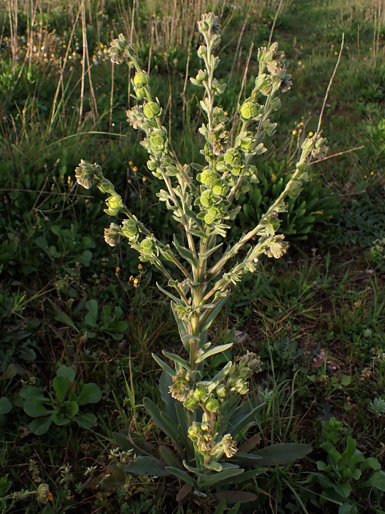 Cynoglossum clandestinum: Cynoglossum clandestinum in Sapataria in W Portugal