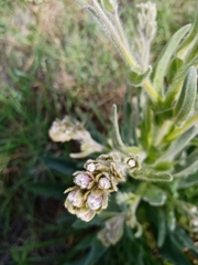 Cynoglossum clandestinum (Cynoglossum clandestinum)