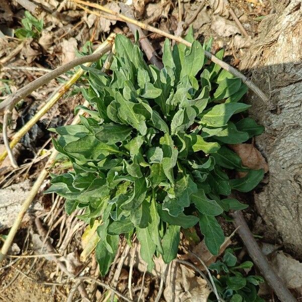 Gypsyflower (Cynoglossum officinale)