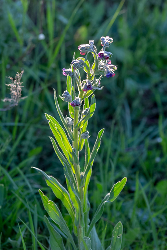 Gypsyflower (Cynoglossum officinale)