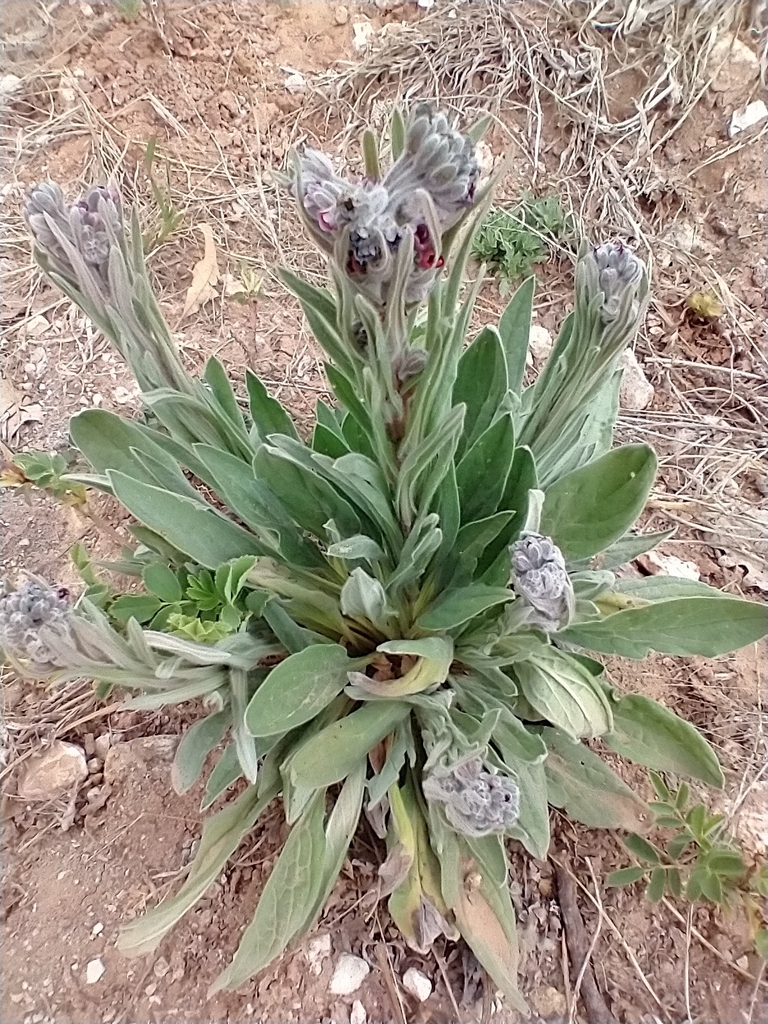 Gypsyflower (Cynoglossum officinale)