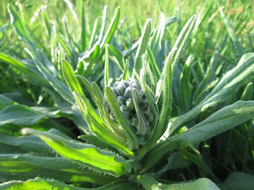 Gypsyflower: Noch nicht aufgeblühte Gewöhnliche Hundszunge ( Cynoglossum officinale ) im Landschaftsschutsgebiet „Saalbachniederung“ bei Bruchsal