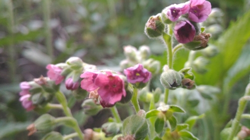 Gypsyflower (Cynoglossum officinale)