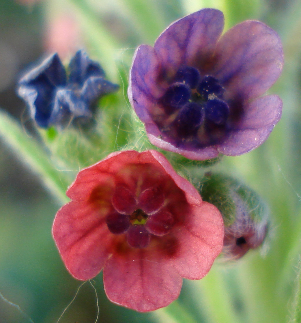 Gypsyflower: Cynoglossum officinale