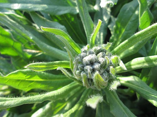 Gypsyflower: Noch nicht aufgeblühte Gewöhnliche Hundszunge ( Cynoglossum officinale ) im Landschaftsschutsgebiet „Saalbachniederung“ bei Bruchsal
