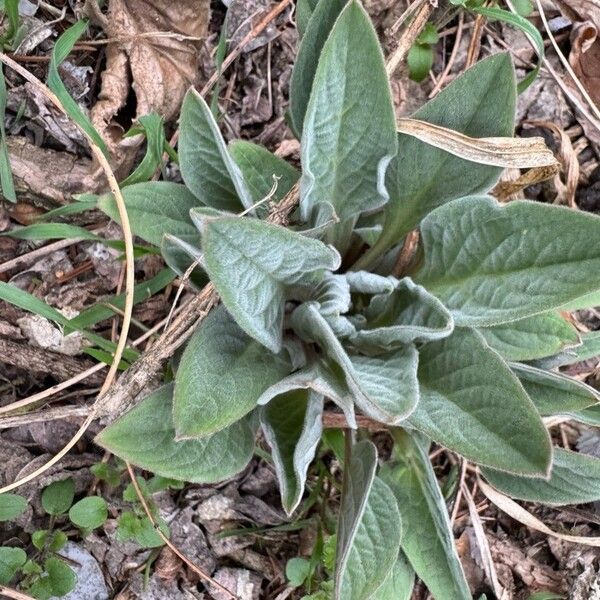 Gypsyflower (Cynoglossum officinale)