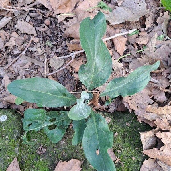 Gypsyflower (Cynoglossum officinale)