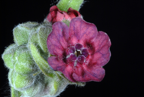 Gypsyflower (Cynoglossum officinale)