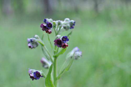 Gypsyflower (Cynoglossum officinale)