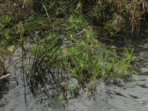 Cyperus alternifolius (Cyperus alternifolius)