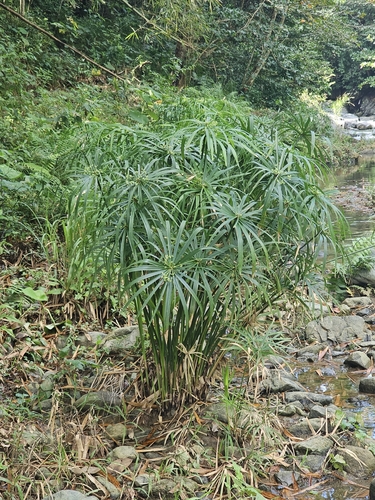 Cyperus alternifolius (Cyperus alternifolius)