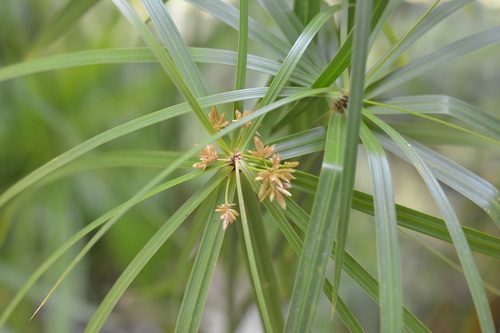 Cyperus alternifolius (Cyperus alternifolius)
