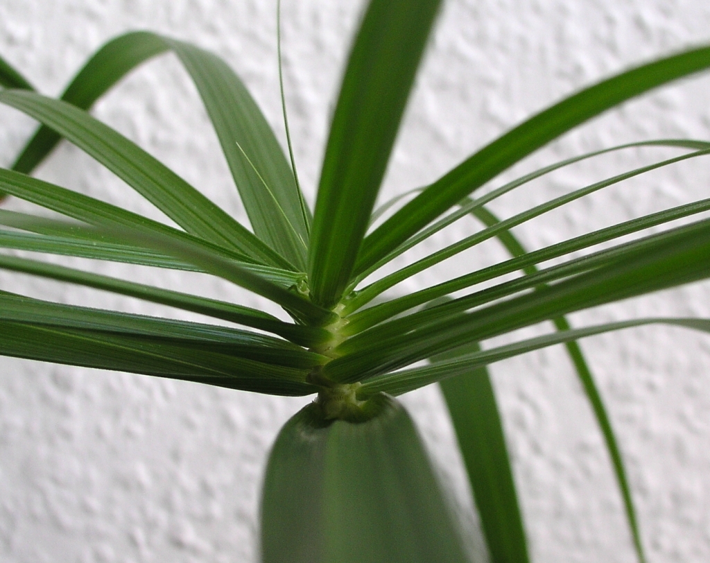 Cyperus alternifolius (Cyperus alternifolius)