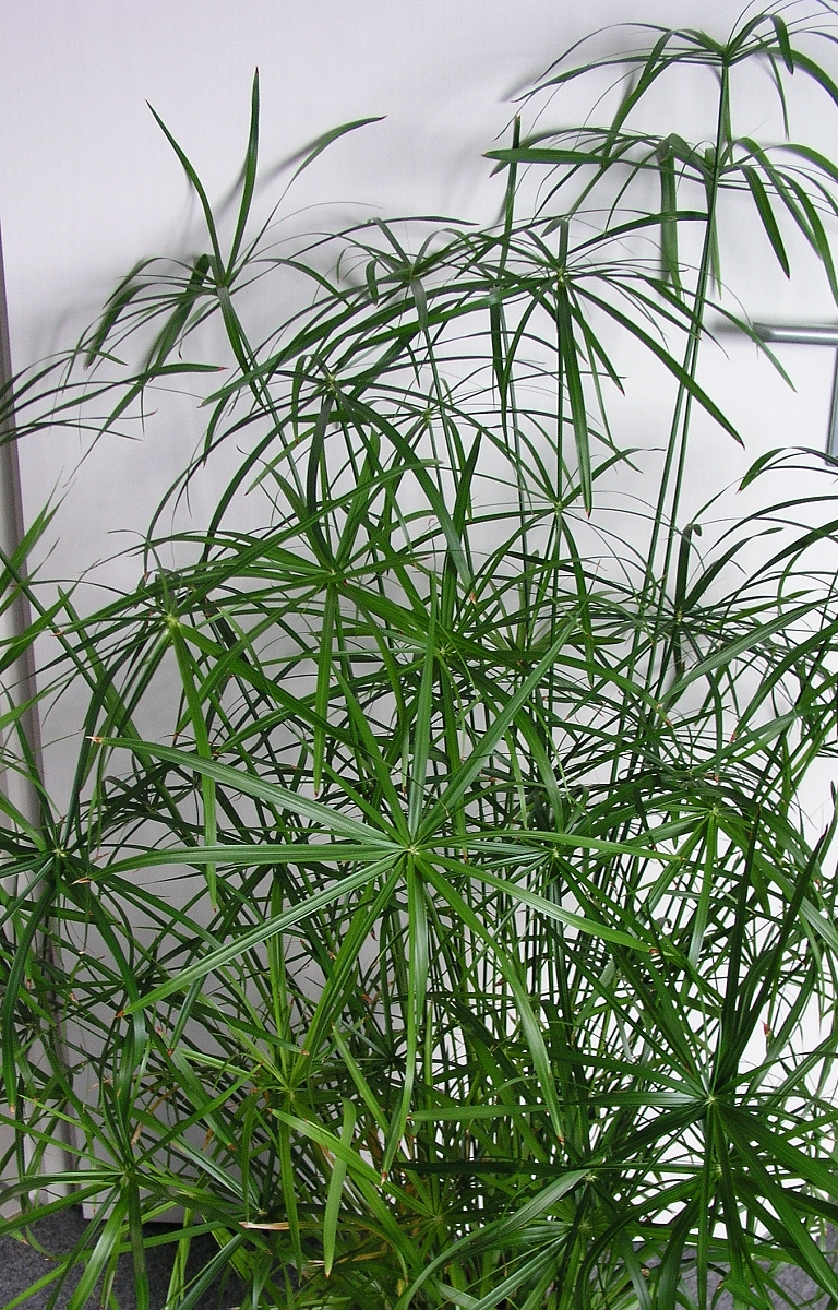 Cyperus alternifolius (Cyperus alternifolius)
