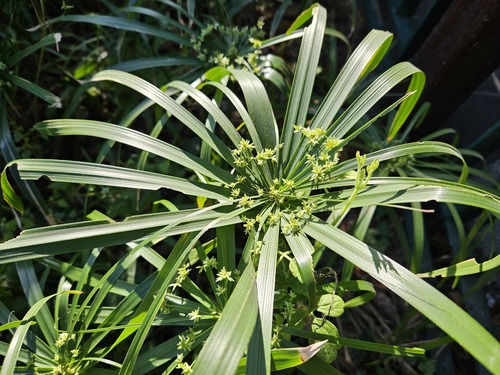 Cyperus alternifolius (Cyperus alternifolius)