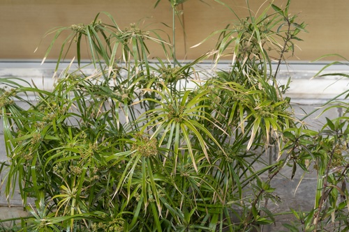 Cyperus alternifolius (Cyperus alternifolius)