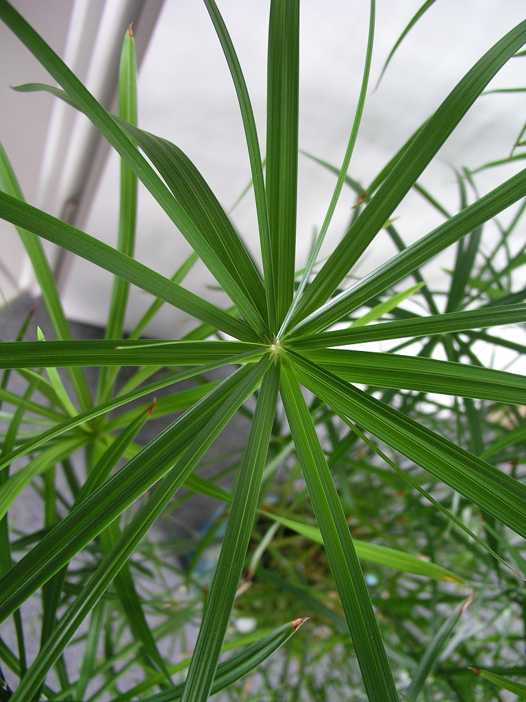 Cyperus alternifolius (Cyperus alternifolius)