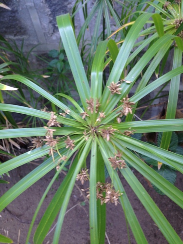 Cyperus alternifolius (Cyperus alternifolius)