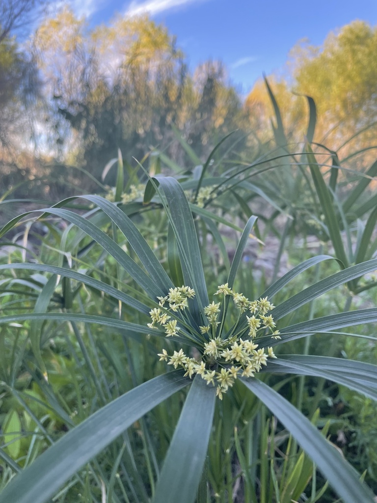 Cyperus alternifolius (Cyperus alternifolius)