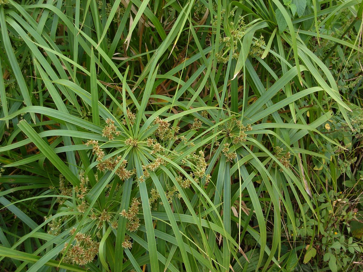 Cyperus alternifolius: Cyperus alternifolius or Cyperus involucratus; along Tongan swamp