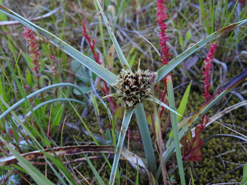 Cyperus capitatus (Cyperus capitatus)