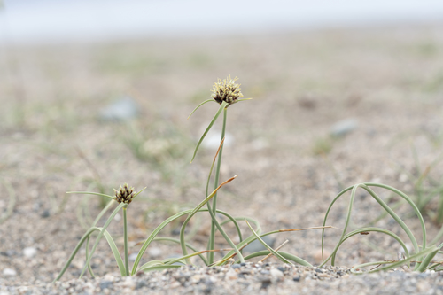 Cyperus capitatus (Cyperus capitatus)