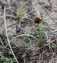 Cyperus capitatus (Cyperus capitatus)