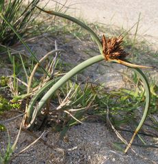 Cyperus capitatus (Cyperus capitatus)