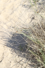 Cyperus capitatus (Cyperus capitatus)