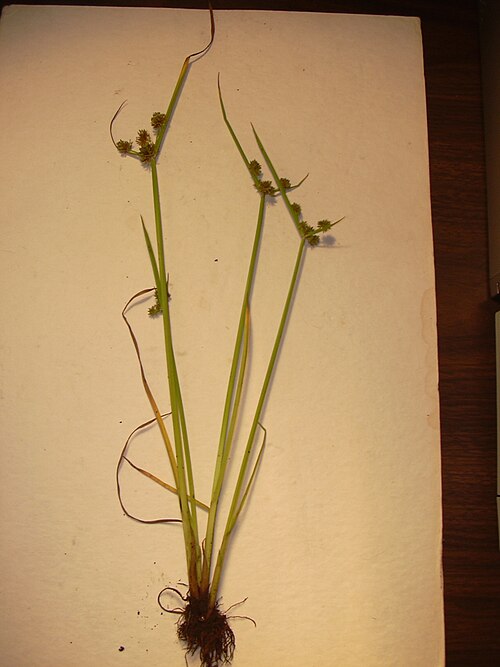 Variable flatsedge: Cyperus difformis (plant). Location: Maui, Hana Hwy