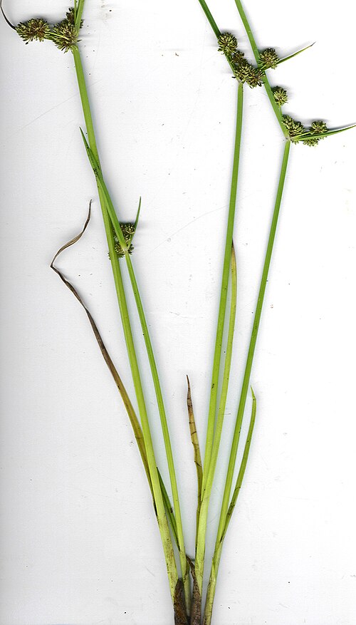 Variable flatsedge: Cyperus difformis (plant). Location: Maui, Hana Hwy