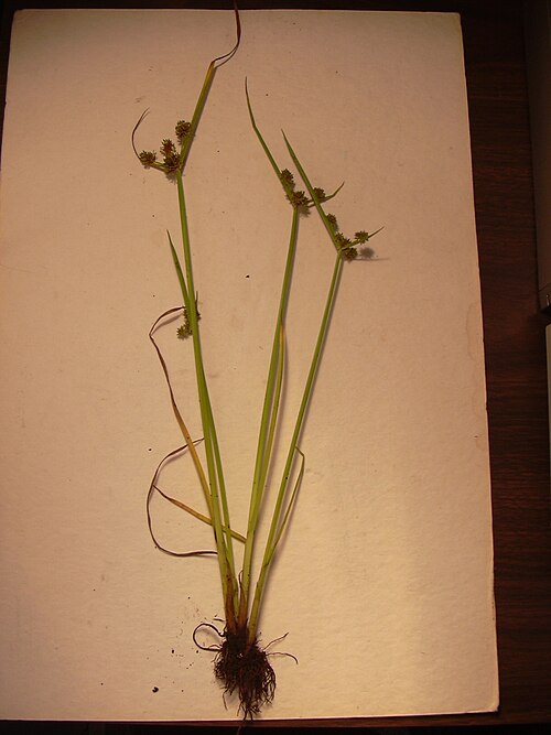 Variable flatsedge: Cyperus difformis (plant). Location: Maui, Hana Hwy