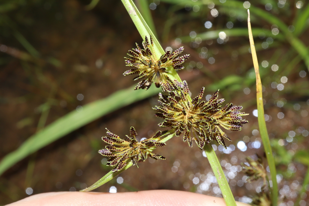 Variable flatsedge (Cyperus difformis)