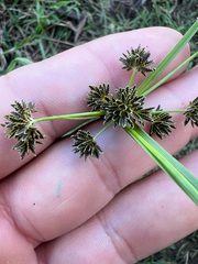 Variable flatsedge (Cyperus difformis)