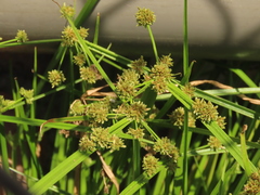 Variable flatsedge (Cyperus difformis)