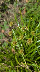 Tall flatsedge (Cyperus eragrostis)