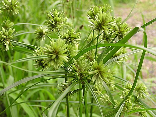 Tall flatsedge: Cyperus eragrostis neben einem Reisfeld in Shiga-ken (Japan).