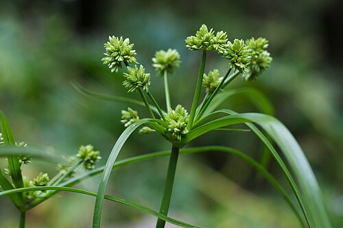Tall flatsedge: Cyperus eragrostis — photographed in Golden Gate Park, San Francisco.