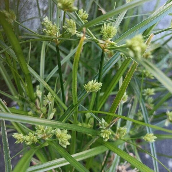 Tall flatsedge (Cyperus eragrostis)