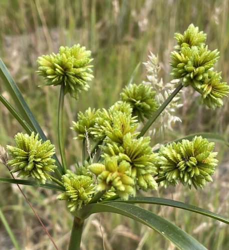 Tall flatsedge (Cyperus eragrostis)