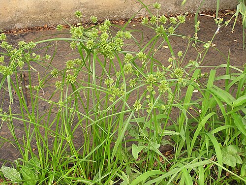 Tall flatsedge: Cyperus eragrostis neben einem Reisfeld in Shiga-ken (Japan).