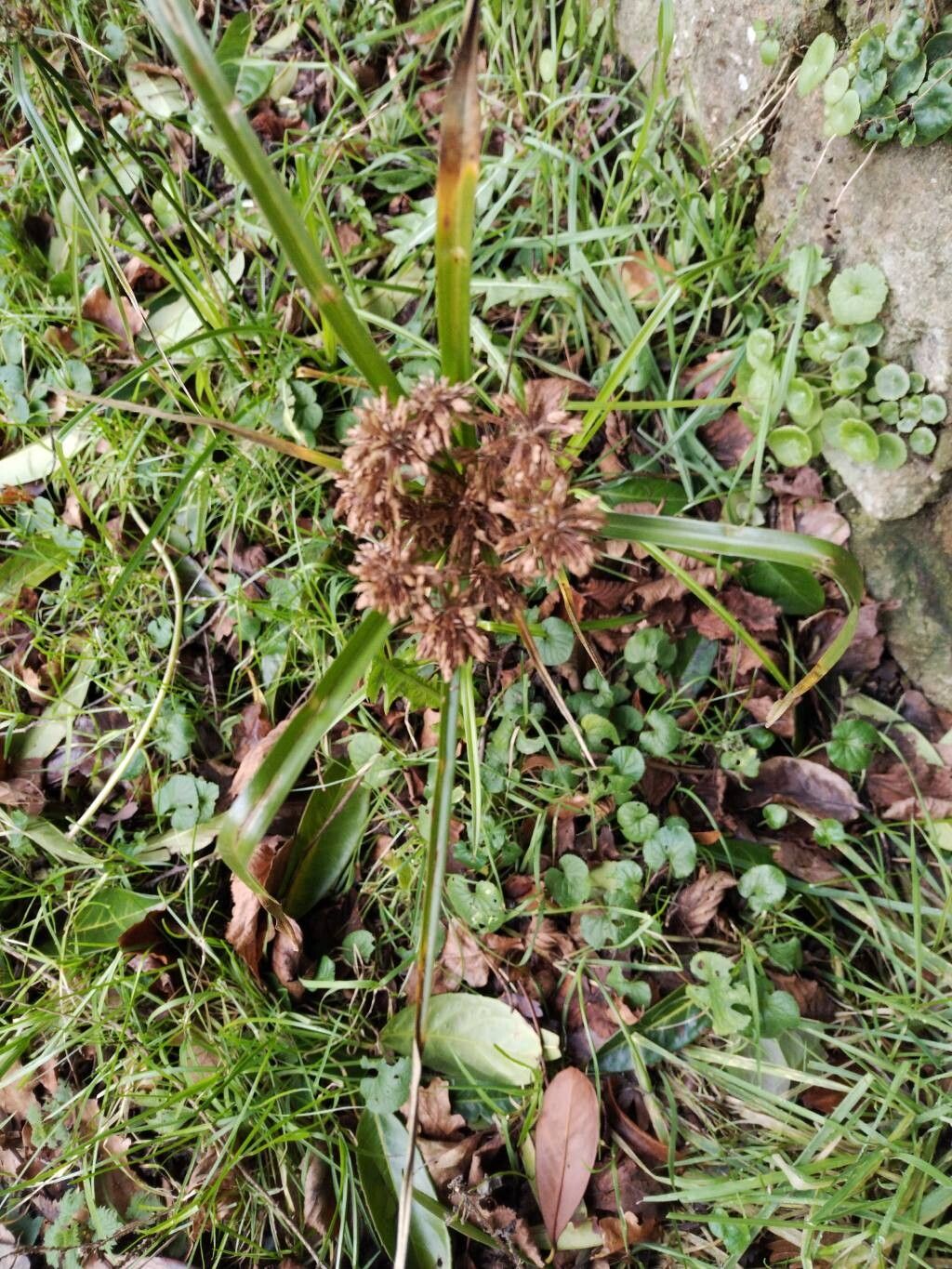 Tall flatsedge (Cyperus eragrostis)