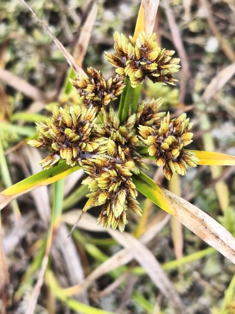 Tall flatsedge (Cyperus eragrostis)