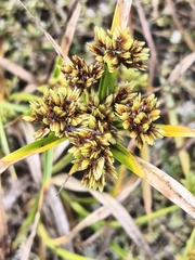 Tall flatsedge (Cyperus eragrostis)