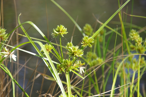 Tall flatsedge (Cyperus eragrostis)