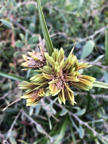 Tall flatsedge (Cyperus eragrostis)