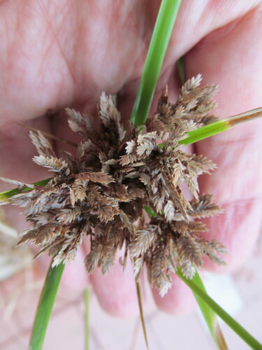Tall flatsedge (Cyperus eragrostis)
