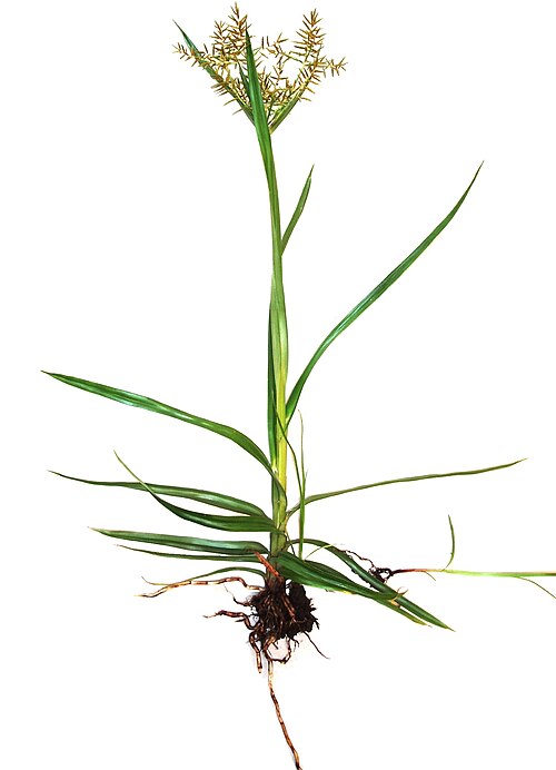 Yellow nutsedge (Cyperus esculentus)